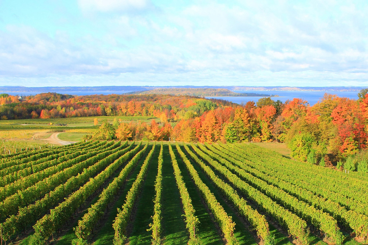 TRAVERSE BAY CHERRY WINE