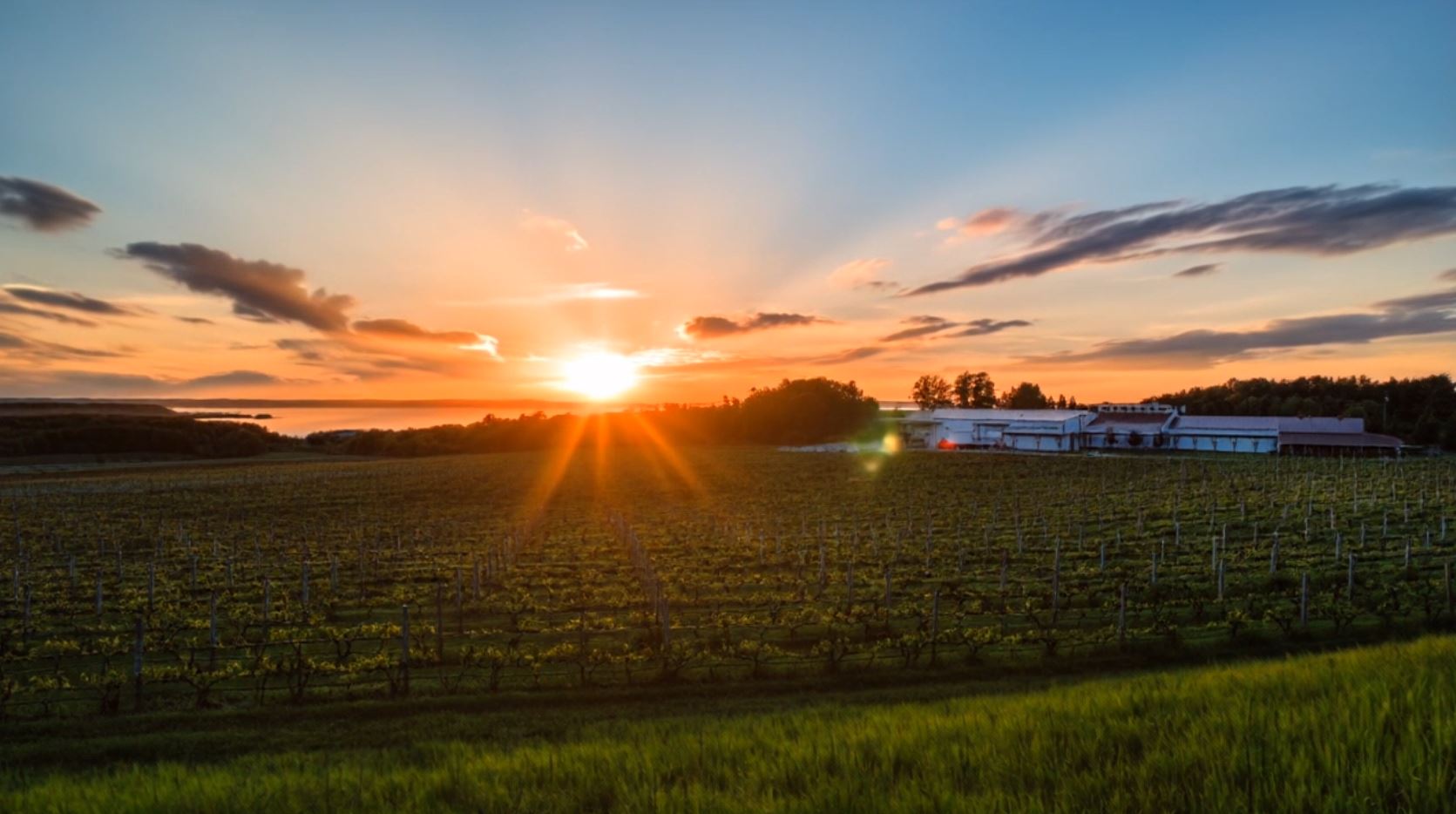 Lakeglow ripening Old World vines