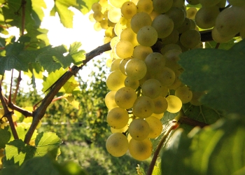 white-grapes